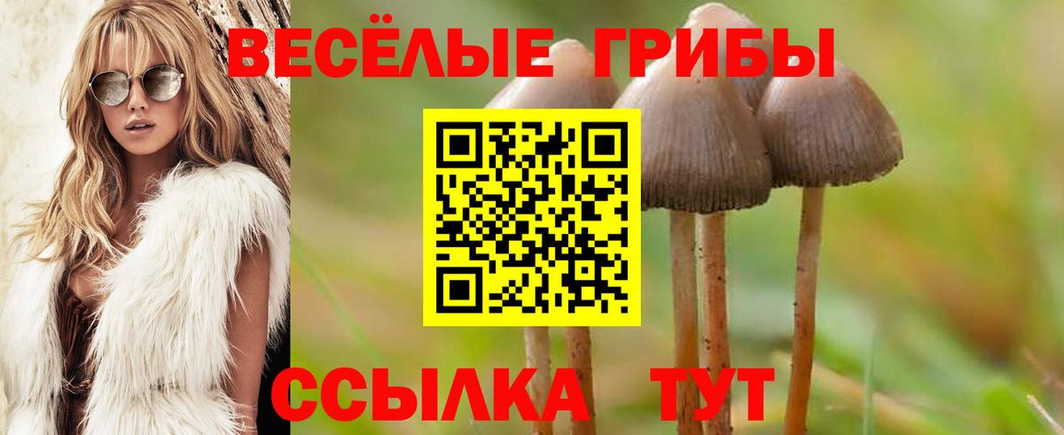 дарнет шоп  Галлюциногенные грибы MAGIC MUSHROOMS  Вход с VPN  Славгород 